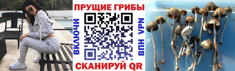 как найти Тимашёвск Галлюциногенные грибы ЛСД